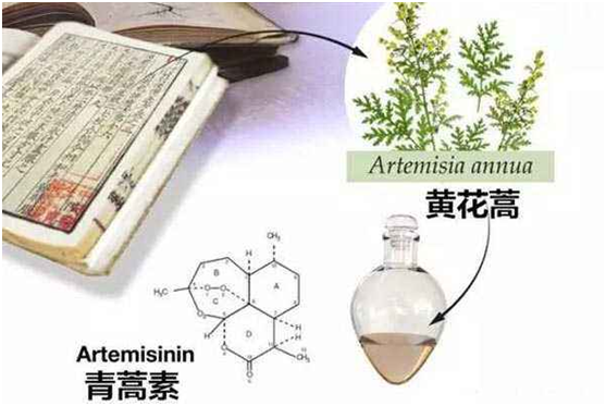 MK网官方站网页版：向中医药看齐，与世界共享中医药文化(图1)